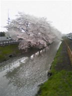 新河岸川添いはかなりの長さで桜並木になっていて毎年とても綺麗です。